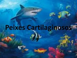 Peixes Cartilaginosos
 