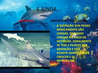 E AINDA...
VIVÍPAROS: IMPORTANTE VOCÊ SABER:
• A GESTAÇÃO DOS PEIXES
GERALAMENTE SÃO
LONGAS, PODENDO
CHEGAR A 2 ANOS DE
GESTAÇÃO. GERALMENTE
SE TEM 1 FILHOTE POR
GESTAÇÃO E ESSE
FILHOTE DEMORA PARA
CRESCER E SE
REPRODUZIR.
 
