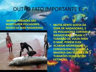 OUTRO FATO IMPORTANTE É:
MUITOS TUBARÕES SÃO
MORTOS POR PESCADORES,
DEVIDO AS SUAS NADADEIRAS
• MUITA GENTE GOSTA DA
SOPA DE NADADEIRAS, E
OS PESCADORES CORTAM A
NADADEIRA E JOGAM O
TUBARÃO DE VOLTA PARA
O MAR, PORÉM ELES
ACABAM MORRENDO.
CONSEQUENCIA DISSO É A
MAIORIA DAS ESPÉCIES DE
TUBARÕES ESTAREM EM
EXTINÇÃO.
 