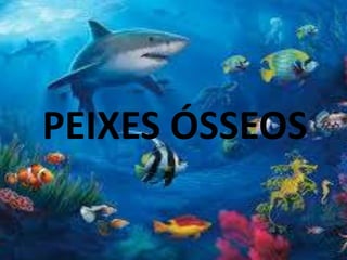 PEIXES ÓSSEOS
 
