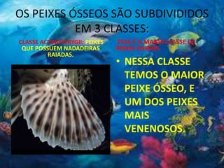 OS PEIXES ÓSSEOS SÃO SUBDIVIDIDOS
EM 3 CLASSES:
CLASSE ACTINOPERYGII: PEIXES
QUE POSSUEM NADADEIRAS
RAIADAS.
ESSA É A MAIOR CLASSE DE
PEIXES ÓSSEOS.
• NESSA CLASSE
TEMOS O MAIOR
PEIXE ÓSSEO, E
UM DOS PEIXES
MAIS
VENENOSOS.
 