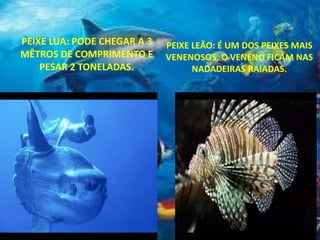 PEIXE LUA: PODE CHEGAR A 3
MÊTROS DE COMPRIMENTO E
PESAR 2 TONELADAS.
PEIXE LEÃO: É UM DOS PEIXES MAIS
VENENOSOS, O VENENO FICAM NAS
NADADEIRAS RAIADAS.
 
