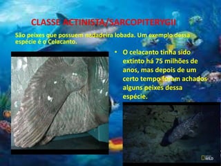 CLASSE ACTINISTA/SARCOPITERYGII
São peixes que possuem nadadeira lobada. Um exemplo dessa
espécie é o Celacanto.
• O celacanto tinha sido
extinto há 75 milhões de
anos, mas depois de um
certo tempo foram achados
alguns peixes dessa
espécie.
 