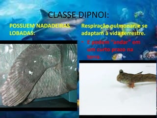 CLASSE DIPNOI:
POSSUEM NADADEIRAS
LOBADAS:
Respiração pulmonar, e se
adaptam à vida terrestre.
• E podem “andar” em
um curto prazo na
terra.
 