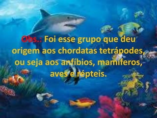 Obs.: Foi esse grupo que deu
origem aos chordatas tetrápodes,
ou seja aos anfíbios, mamíferos,
aves e répteis.
 