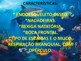 CARACTERÍSTICAS:
* ENDOESQUELETO ÓSSEO.
*NADADEIRAS.
*BEXIGA NATATÓRIA.
*BOCA FRONTAL.
*TIPO DE ESCAMAS E O MUCO.
RESPIRAÇÃO BRANQUIAL, COM
OPÉRCULO.
 