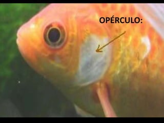 OPÉRCULO:
 