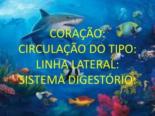 CORAÇÃO:
CIRCULAÇÃO DO TIPO:
LINHA LATERAL:
SISTEMA DIGESTÓRIO:
 