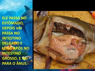 ELE PASSA NO
ESTÔMADO,
DEPOIS VAI
PASSA NO
INTESTINO
DELGADO E
LOGO APÓS NO
INTESTINO
GROSSO, E VAI
PARA O ÂNUS.
 