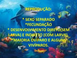 REPRODUÇÃO:
* SEXO SEPARADO
*FECUNDAÇÃO
* DESENVOLVIMENTO DIRETO(SEM
LARVA) E INDIRETO (COM LARVA).
*MAIORIA OVÍPARO E ALGUNS
VIVÍPAROS.
 