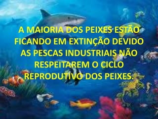 A MAIORIA DOS PEIXES ESTÃO
FICANDO EM EXTINÇÃO DEVIDO
AS PESCAS INDUSTRIAIS NÃO
RESPEITAREM O CICLO
REPRODUTIVO DOS PEIXES.
 