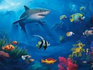 Filo chordata:  Peixes