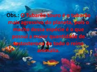Obs.: O Tubarão touro é o tubarão
mais agressivo do planeta, pois o
macho dessa espécie é o que
possui a maior quantidade de
testosterona de todo o reino
animália.
 