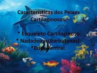 Características dos Peixes
Cartilaginosos:
* Esqueleto Cartilaginoso.
* Nadadeiras(Barbatanas).
*Boca Ventral.
 