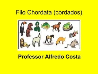 Filo Chordata (cordados) Professor Alfredo Costa 