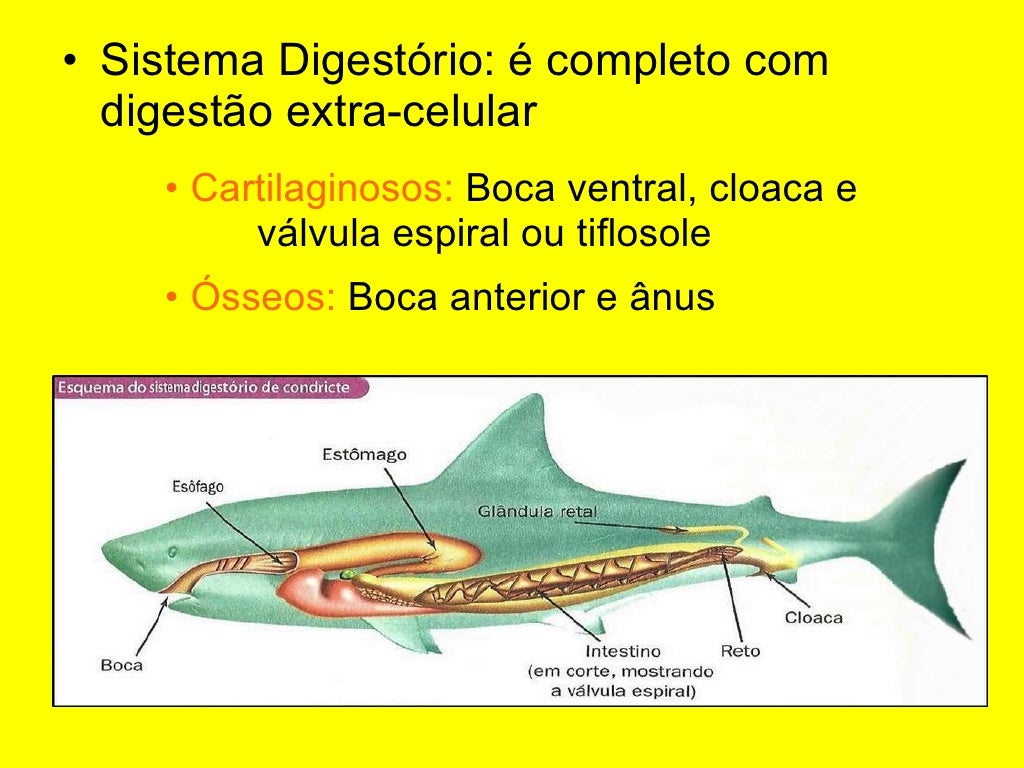 O Filo Dos Cordados Compreende 4 Subfilos
