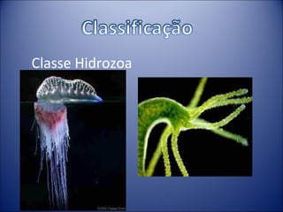 Classe Hidrozoa 