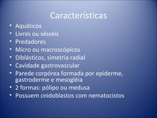 Características Aquáticos Livres ou sésseis Predadores Micro ou macroscópicos Diblásticos, simetria radial Cavidade gastrovascular Parede corpórea formada por epiderme, gastroderme e mesogléia 2 formas: pólipo ou medusa Possuem cnidoblastos com nematocistos 