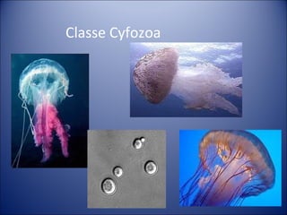 Classe Cyfozoa 