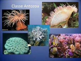 Classe Antozoa 