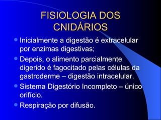 FISIOLOGIA DOS
           CNIDÁRIOS
 Inicialmente a digestão é extracelular
  por enzimas digestivas;
 Depois, o aliment...