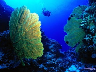 Filo cnidaria