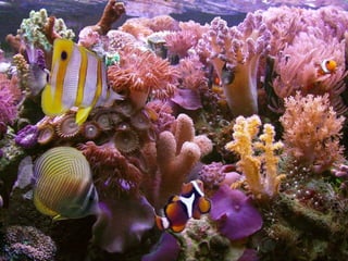 Filo cnidaria