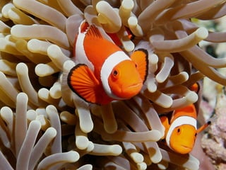 Filo cnidaria