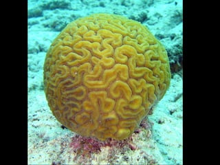 Filo cnidaria