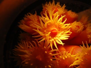 Filo cnidaria