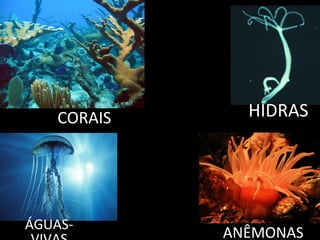 CORAIS     HIDRAS




ÁGUAS-
             ANÊMONAS
 