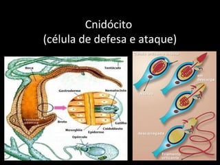 Cnidócito
(célula de defesa e ataque)
 