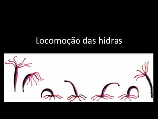 Locomoção das hidras
 