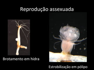 Reprodução assexuada




Brotamento em hidra
                      Estrobilização em pólipo
 
