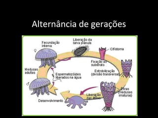 Alternância de gerações
 