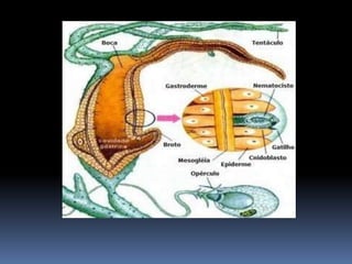 Classificação

As principais classes dos cnidários são:
 Hydrozoa - hidras e caravelas;
 Scyphozoa - águas -vivas
 Anth...