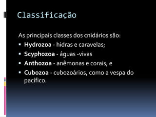 Classe Scyphozoa

 Na classe dos cifozoários, as formas
  predominantes e sexuadas são bonitas
  medusas de cores variada...