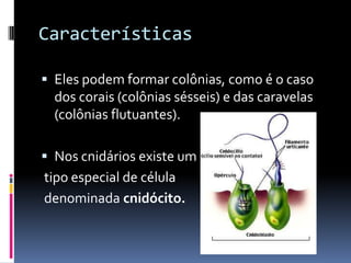 Características

 Eles podem formar colônias, como é o caso
  dos corais (colônias sésseis) e das caravelas
  (colônias f...