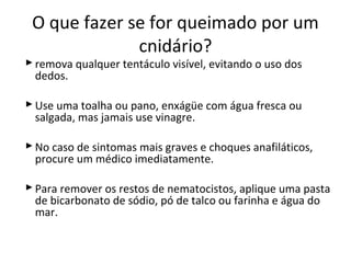 O que fazer se for queimado por um 
cnidário? 
remova qualquer tentáculo visível, evitando o uso dos 
dedos. 
Use uma toalha ou pano, enxágüe com água fresca ou 
salgada, mas jamais use vinagre. 
No caso de sintomas mais graves e choques anafiláticos, 
procure um médico imediatamente. 
Para remover os restos de nematocistos, aplique uma pasta 
de bicarbonato de sódio, pó de talco ou farinha e água do 
mar. 
 