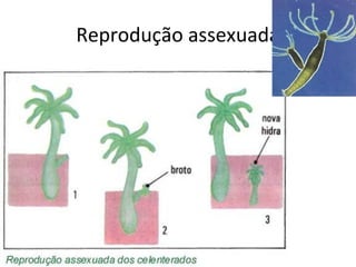 Reprodução assexuada 
 