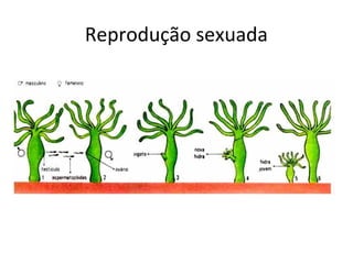 Reprodução sexuada 
 