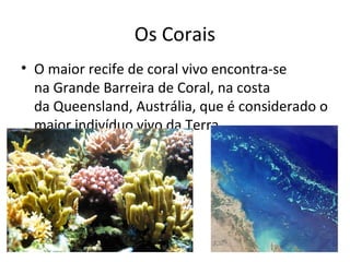 Os Corais 
• O maior recife de coral vivo encontra-se 
na Grande Barreira de Coral, na costa 
da Queensland, Austrália, que é considerado o 
maior indivíduo vivo da Terra. 
 