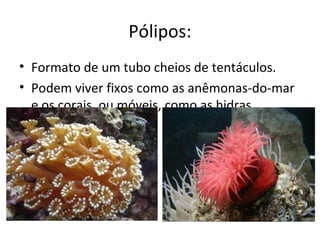 Pólipos: 
• Formato de um tubo cheios de tentáculos. 
• Podem viver fixos como as anêmonas-do-mar 
e os corais, ou móveis, como as hidras. 
 