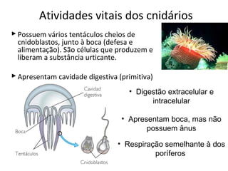 Atividades vitais dos cnidários 
Possuem vários tentáculos cheios de 
cnidoblastos, junto à boca (defesa e 
alimentação). São células que produzem e 
liberam a substância urticante. 
Apresentam cavidade digestiva (primitiva) 
• Digestão extracelular e 
intracelular 
• Apresentam boca, mas não 
possuem ânus 
• Respiração semelhante à dos 
poríferos 
 