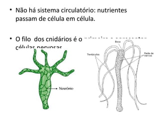 • Não há sistema circulatório: nutrientes 
passam de célula em célula. 
• O filo dos cnidários é o primeiro a apresentar 
células nervosas. 
 