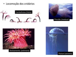 • Locomoção dos cnidários 
Cambalhotas (hidra) 
Pressão: (medusa) 
Flutuar (caravela) 
Deslizamento: (anêmona) 
 