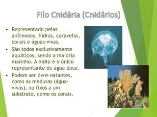  Representado pelas
anêmonas, hidras, caravelas,
corais e águas-vivas.
 São todos exclusivamente
aquáticos, sendo a maioria
marinho. A hidra é o único
representante de água doce.
 Podem ser livre-natantes,
como as medusas (água-
vivas), ou fixos a um
substrato, como os corais.
 