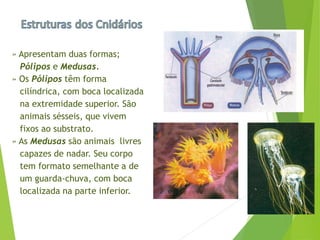 » Apresentam duas formas;
Pólipos e Medusas.
» Os Pólipos têm forma
cilíndrica, com boca localizada
na extremidade superior. São
animais sésseis, que vivem
fixos ao substrato.
» As Medusas são animais livres
capazes de nadar. Seu corpo
tem formato semelhante a de
um guarda-chuva, com boca
localizada na parte inferior.
 