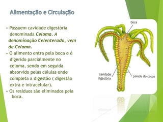 » Possuem cavidade digestória
denominada Celoma. A
denominação Celenterado, vem
de Celoma.
» O alimento entra pela boca e é
digerido parcialmente no
celoma, sendo em seguida
absorvido pelas células onde
completa a digestão ( digestão
extra e intracelular).
» Os resíduos são eliminados pela
boca.
 