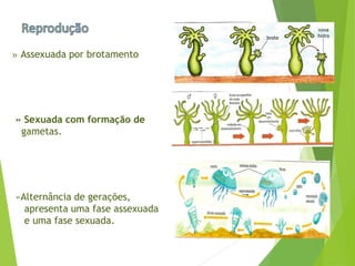 » Assexuada por brotamento
» Sexuada com formação de
gametas.
»Alternância de gerações,
apresenta uma fase assexuada
e uma fase sexuada.
 